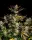 420 Fast Buds - Apple Strudel Auto™