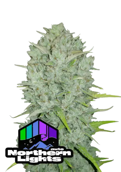420 Fast Buds - Original Northern Lights Auto