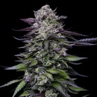Humboldt Seed Company - Candy Hustle - 3 Stk feminisiert