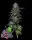 Humboldt Seed Company - Candy Hustle - 3 Stk feminisiert
