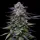 Humboldt Seed Company - Candy Hustle - 3 Stk feminisiert