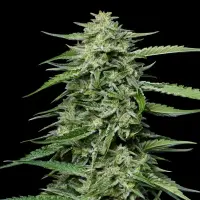Humboldt Seed Company - Blueberry Honey - 3 Stk feminisiert