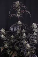 420 Fast Buds - Strawberry Gorilla Auto RF3