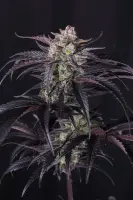 420 Fast Buds - Strawberry Gorilla Auto RF3
