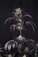 420 Fast Buds - Strawberry Gorilla Auto RF3
