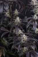 420 Fast Buds - Strawberry Gorilla Auto RF3