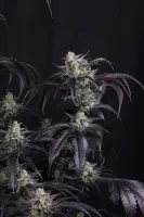 420 Fast Buds - Strawberry Gorilla Auto RF3