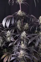 420 Fast Buds - Strawberry Gorilla Auto RF3