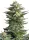 Royal Queen Seeds - Amnesia Haze - 3 Stk feminisiert