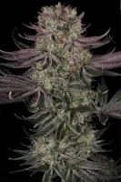 Serious Seeds - Seriotica - 6 Stk feminisiert