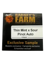 Barneys Farm - Thin Mint x Sour Pinot Auto - 1er Sample Pack