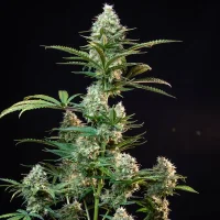 Royal Queen Seeds - Royal Runtz - 3 Stk feminisiert