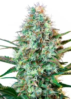 Royal Queen Seeds - Royal Runtz - 3 Stk feminisiert