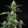 Royal Queen Seeds - Royal Runtz - 3 Stk feminisiert