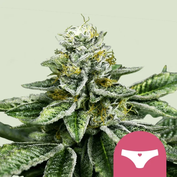 Royal Queen Seeds - Sherbet Queen - 3 Stk feminisiert