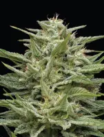 Humboldt Seed Company - Hella Jelly - 3 Stk feminisiert