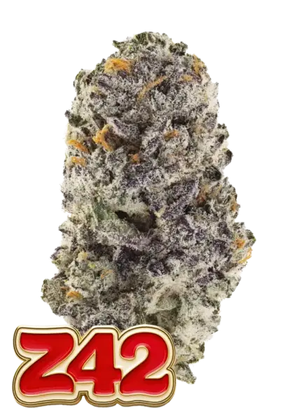 420 Fast Buds - Z42™ - 3 Stk feminisiert
