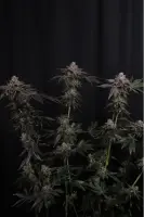 420 Fast Buds - Z42™ - 3 Stk feminisiert