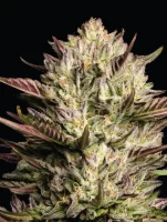 Humboldt Seed Company - California Octane Triploid - 3 Stk feminisiert