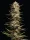 Humboldt Seed Company - California Octane Triploid - 3 Stk feminisiert
