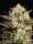 Humboldt Seed Company - California Octane Triploid - 3 Stk feminisiert