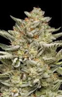 Humboldt Seed Company - OG Triploid Auto - 3 Stk feminisiert