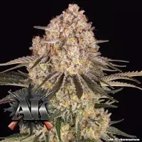 Barneys Farm - AK - 3 Stk feminisiert