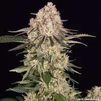 Barneys Farm - AK - 3 Stk feminisiert