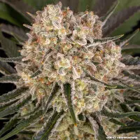Barneys Farm - AK - 3 Stk feminisiert