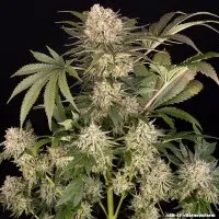 Barneys Farm - AK - 3 Stk feminisiert