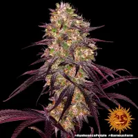 Barneys Farm - Ayahuasca Purple - 3 Stk feminisiert