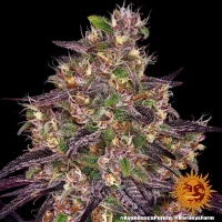 Barneys Farm - Ayahuasca Purple - 3 Stk feminisiert