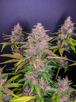420 Fast Buds - Lsd-25 Auto - 1 Stk feminisiert