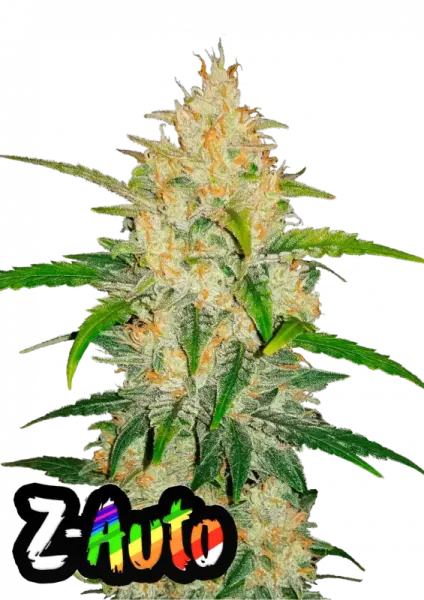 420 Fast Buds - Z Auto - 3 Stk feminisiert