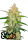 420 Fast Buds - Z Auto - 3 Stk feminisiert