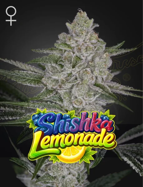 Green House Seed Co. - Shishka Lemonade - 3 Stk feminisiert