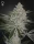 Green House Seed Co. - Shishka Lemonade - 3 Stk feminisiert
