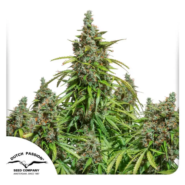 Dutch Passion - Auto Mazar® - 3 Stk feminisiert