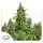 Dutch Passion - Auto Mazar® - 3 Stk feminisiert