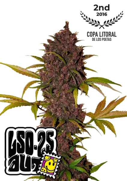 420 Fast Buds - Lsd-25 Auto