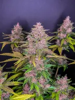 420 Fast Buds - Lsd-25 Auto