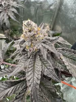 420 Fast Buds - Gary Sherbet™ - 3 Stk feminisiert