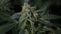 420 Fast Buds - Banana Guava Auto™ - 3 Stk feminisiert
