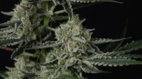 420 Fast Buds - Banana Guava Auto™ - 3 Stk feminisiert