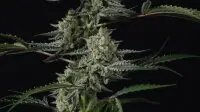 420 Fast Buds - Banana Guava Auto™ - 3 Stk feminisiert