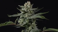420 Fast Buds - Banana Guava Auto™ - 3 Stk feminisiert