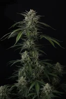 420 Fast Buds - Banana Guava Auto™ - 3 Stk feminisiert