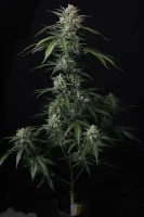 420 Fast Buds - Banana Guava Auto™ - 3 Stk feminisiert