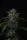 420 Fast Buds - Banana Guava Auto™ - 3 Stk feminisiert