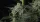 420 Fast Buds - Banana Guava Auto™ - 3 Stk feminisiert